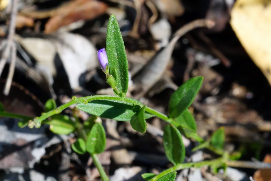 Polygala vulgaris / Poligala comune